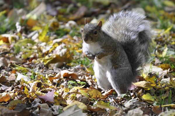 Viagem Montreal Canada